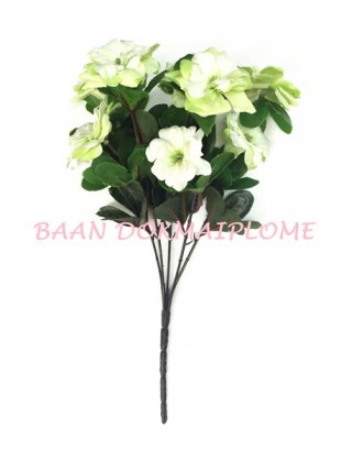 ดอกอาซาเลีย สีเขียว-ขาว