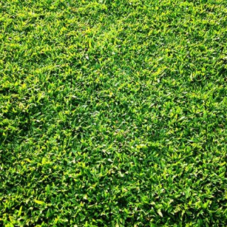หญ้ามาเลเซีย