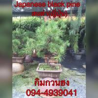 ต้นสนดำญี่ปุ่น (Japaness black pine)