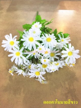 ดอกคาโมมายล์ สีขาว