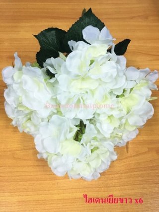 ดอกไฮเดนเยีย สีขาว x6